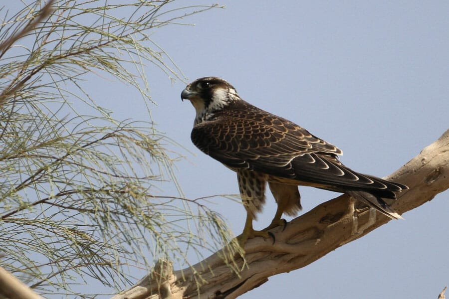 Peregrine Falcon Falco peregrinus