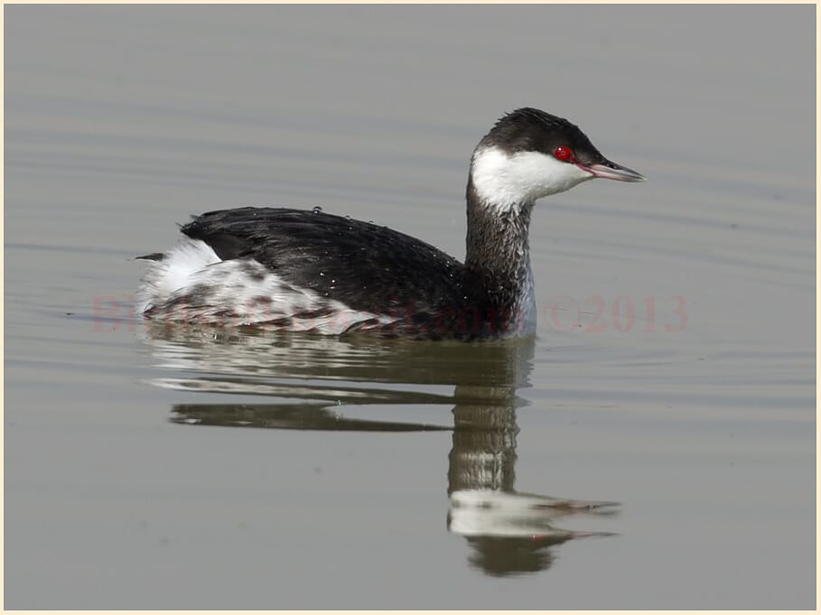 Horned Grebe Podiceps auritus