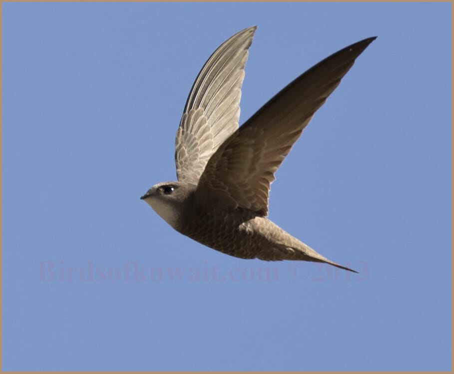 Pallid Swift Apus pallidus