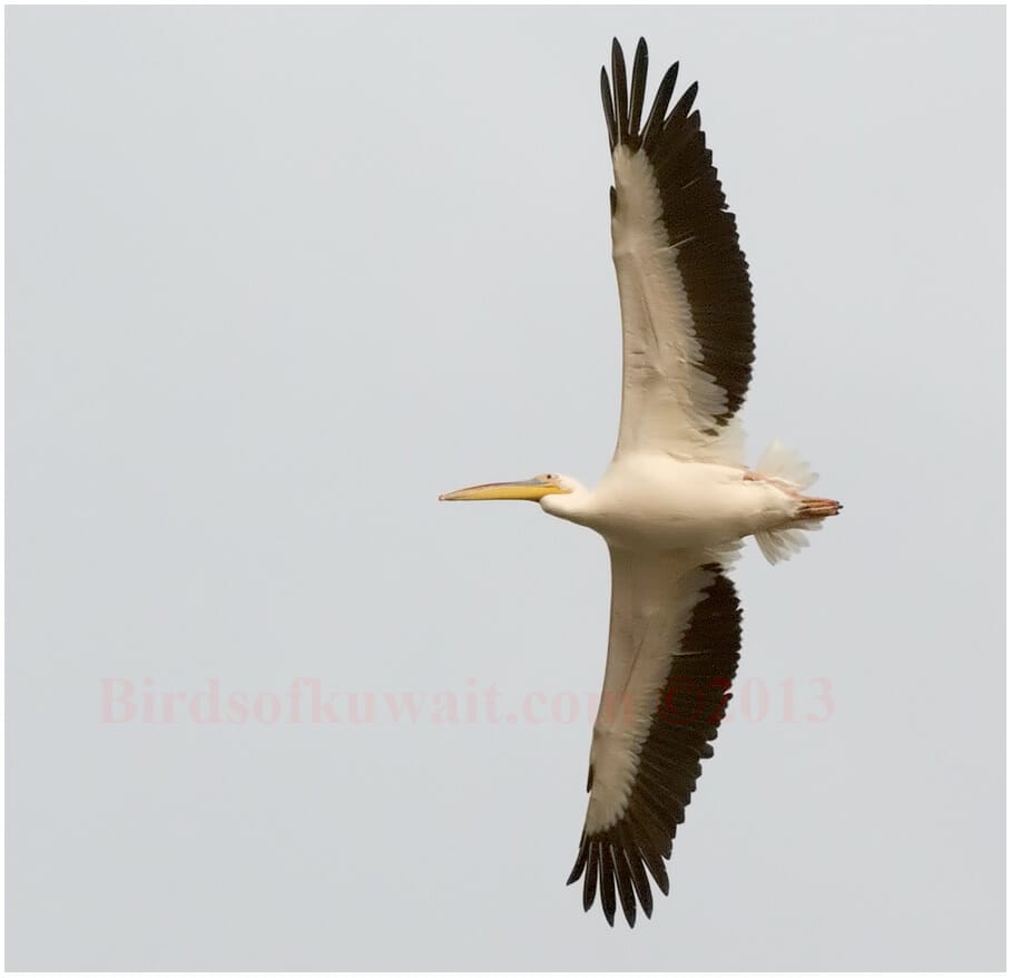 Great White Pelican Pelecanus onocrotalus