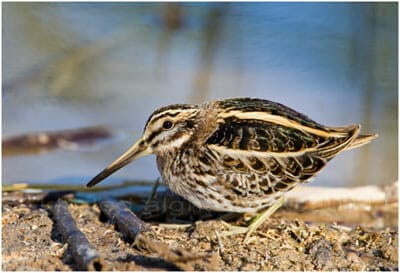 Jack Snipe Lymnocryptes minimus