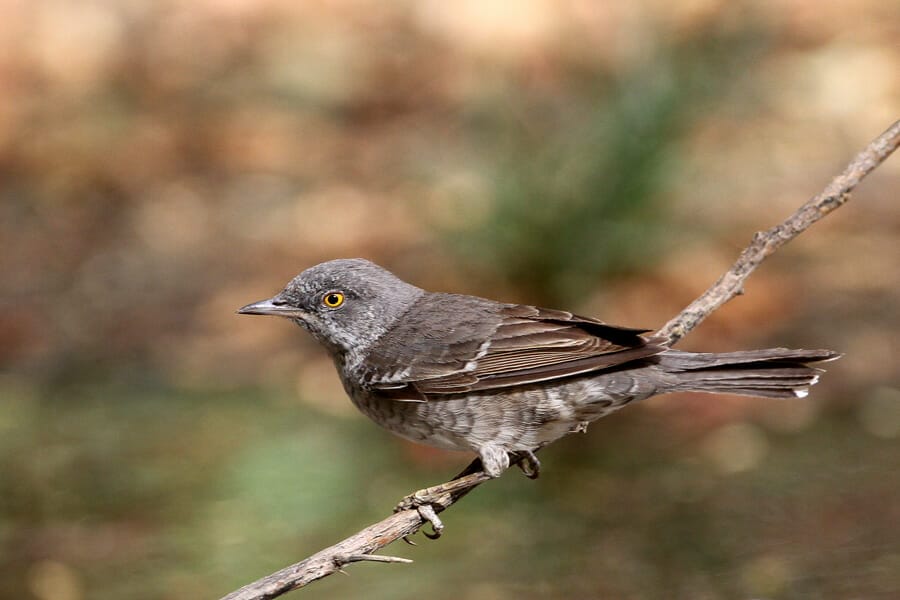 Barred Warbler Curruca nisoria