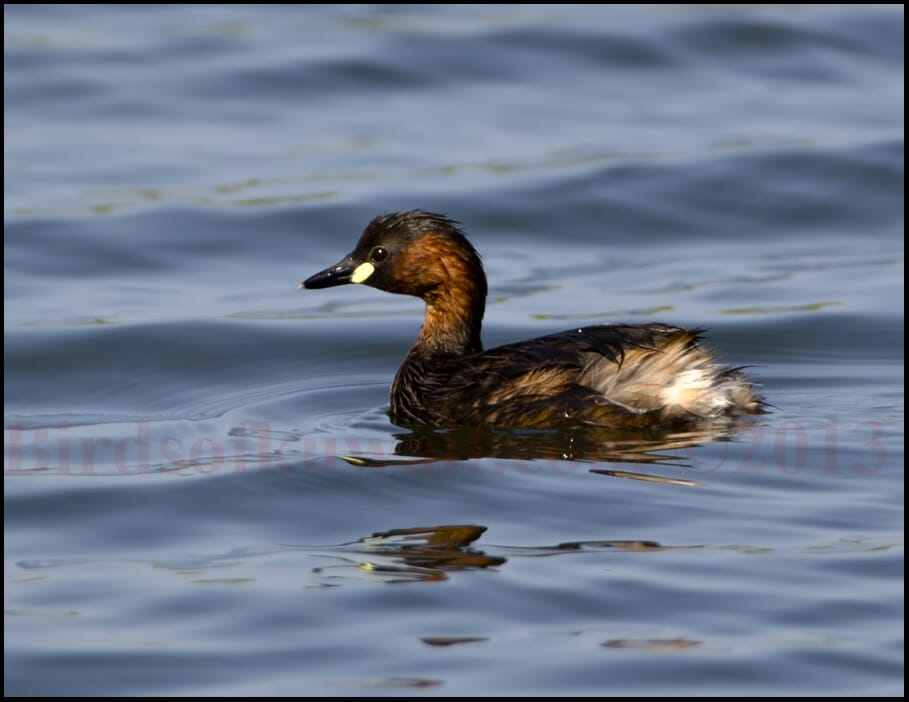 Little Grebe Tachybaptus ruficollis