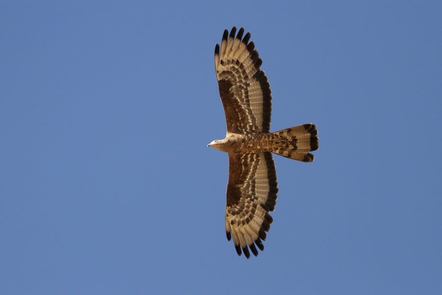 European Honey Buzzard Pernis apivorus