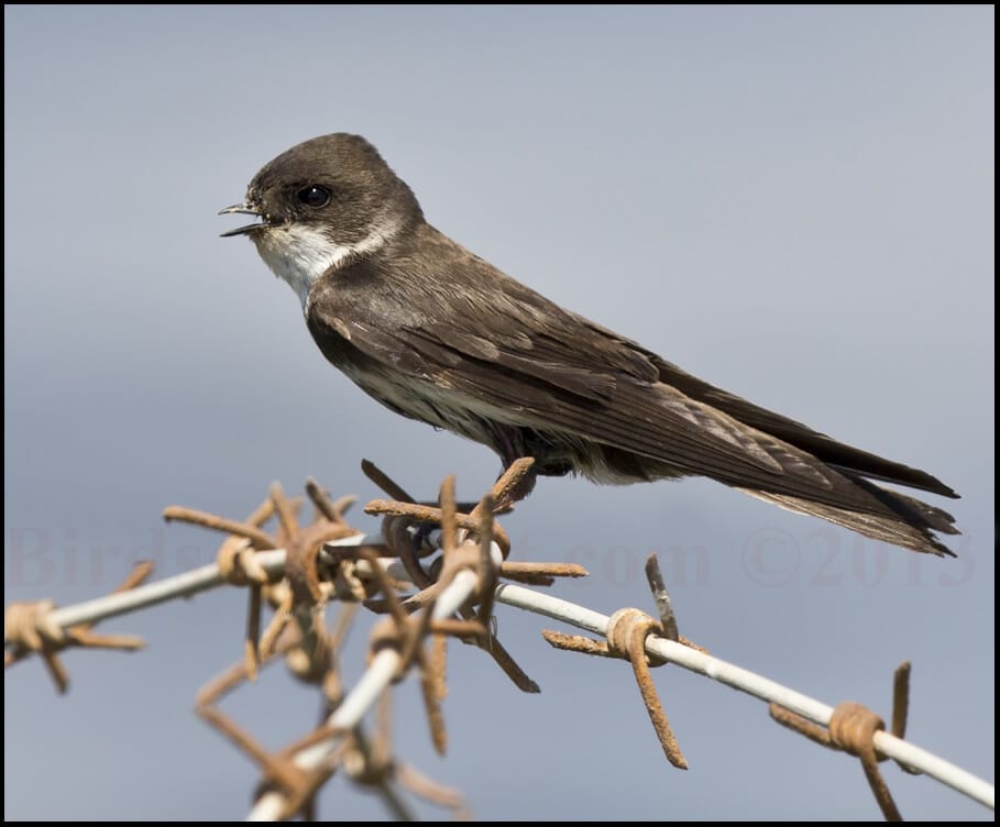 Sand Martin Riparia riparia