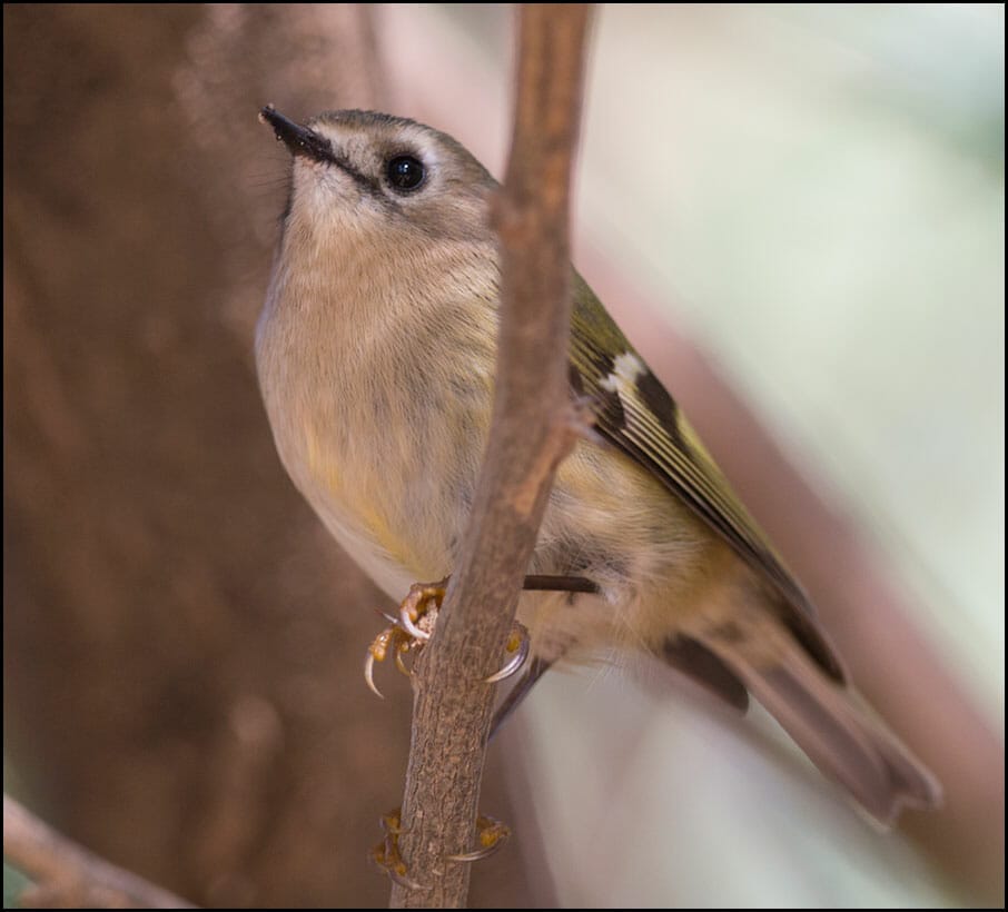Goldcrest Regulus regulus
