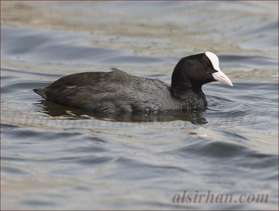 Eurasian Coot Fulica atra