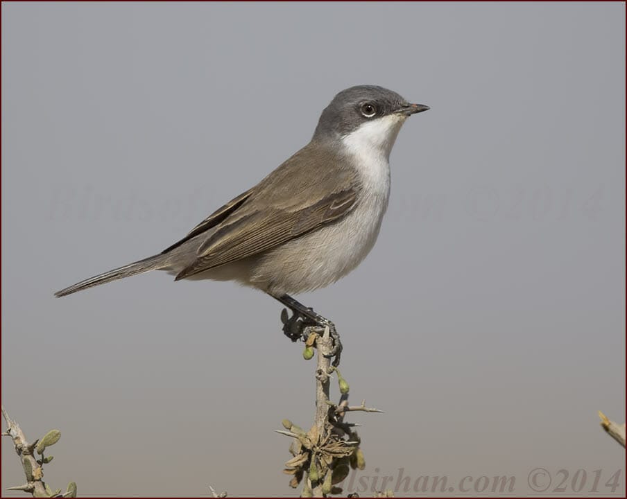 Lesser Whitethroat Sylvia curruca