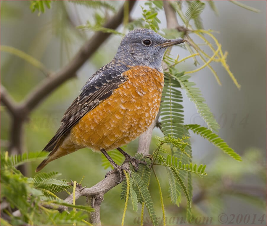 Common Rock Thrush Monticola saxatilis