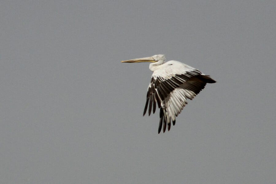 Dalmatian Pelican Pelecanus crispus