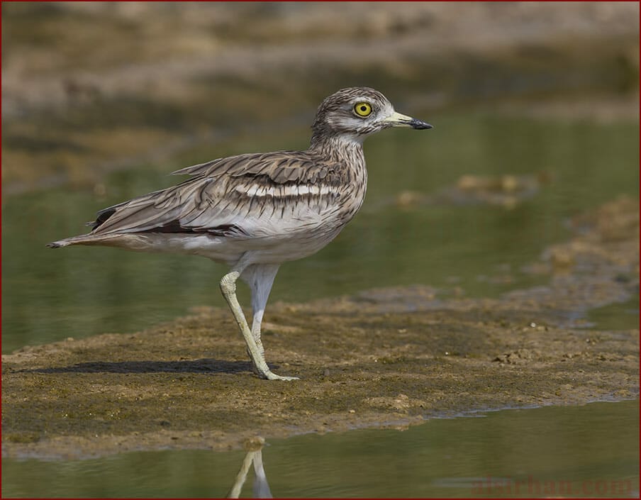 Eurasian Stone-curlew Burhinus oedicnemus