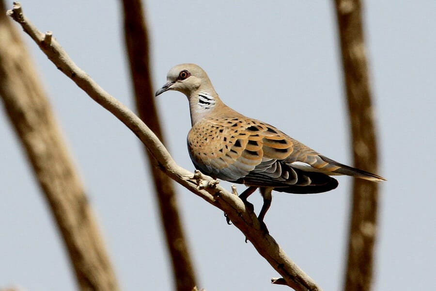 European Turtle Dove Streptopelia turtur