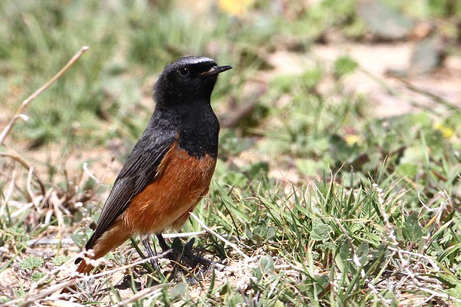 Central Asian Black Redstart Phoenicurus (ochruros) phoenicuroides