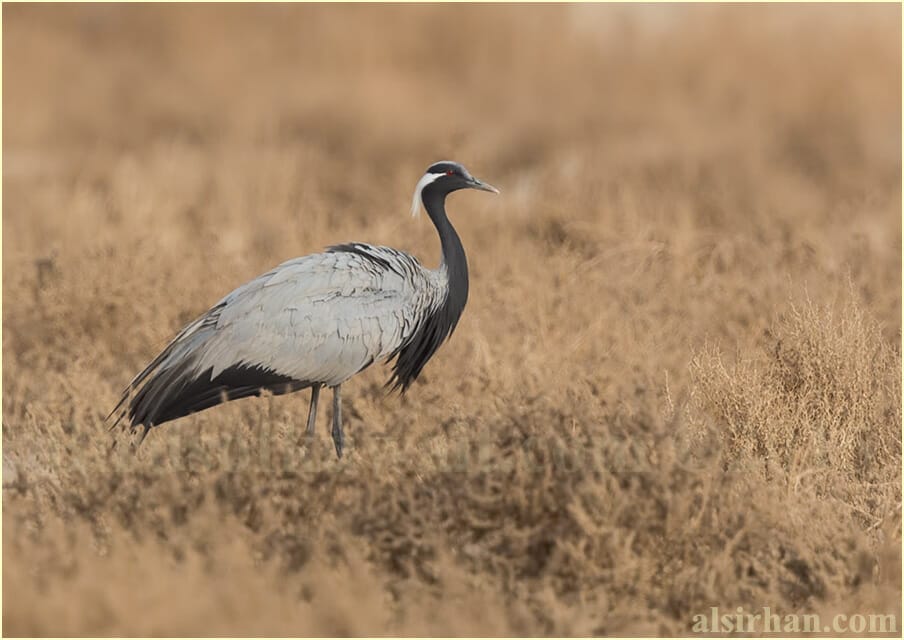 Demoiselle Crane Grus virgo