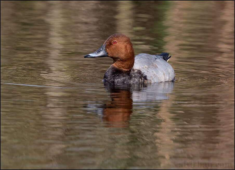 Common Pochard Aythya ferina
