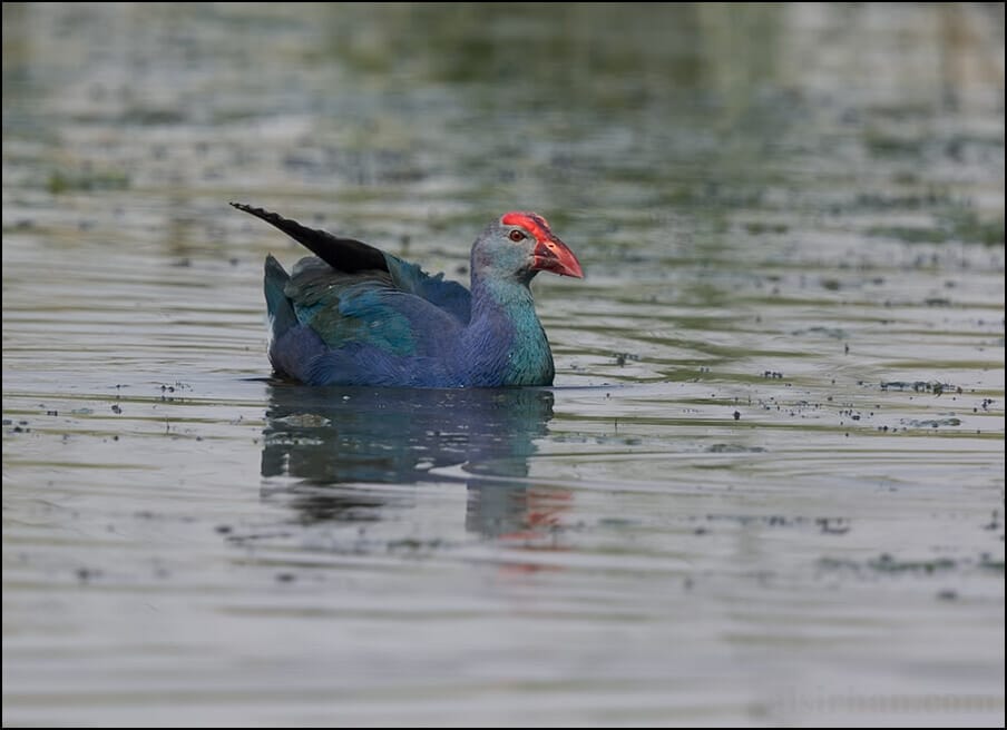 Grey-headed Swamphen Porphyrio poliocephalus