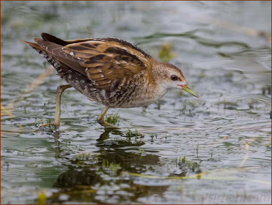 Little Crake Zapornia parva