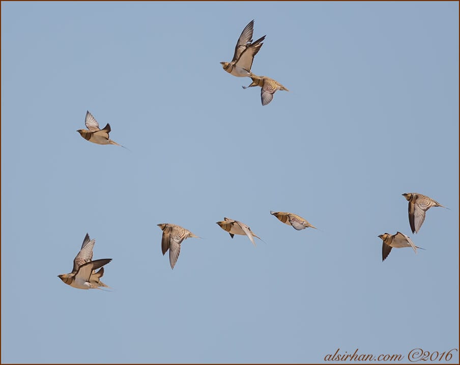 Pin-tailed Sandgrouse (Pterocles alchata)