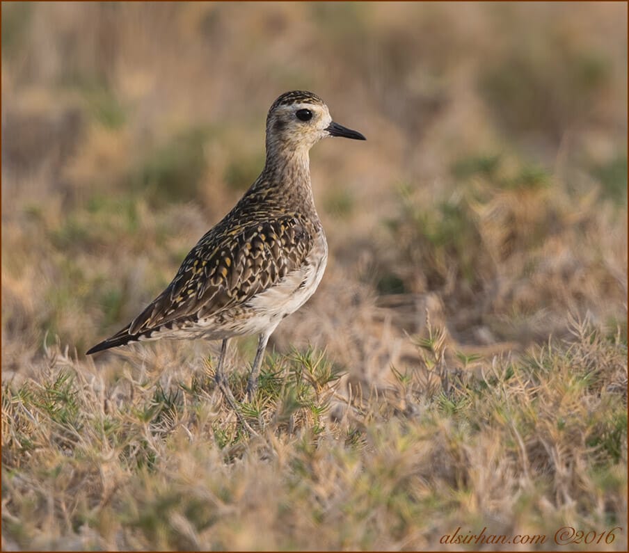 Pacific Golden Plover Pluvialis fulva