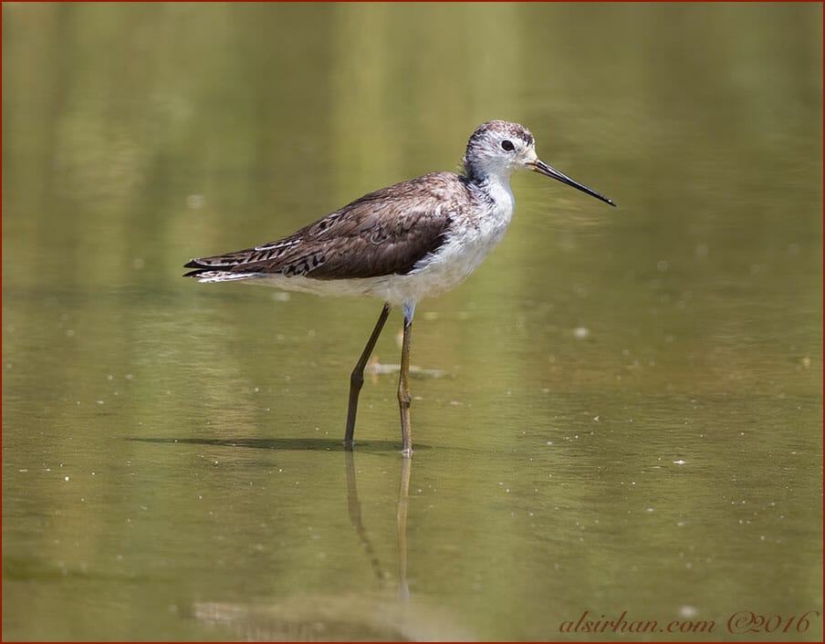 Marsh Sandpiper Tringa stagnatilis