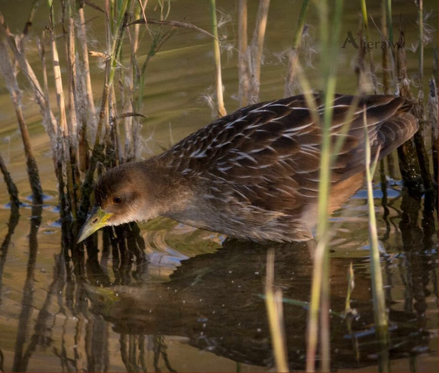 Striped Crake, Amaurornis marginalis