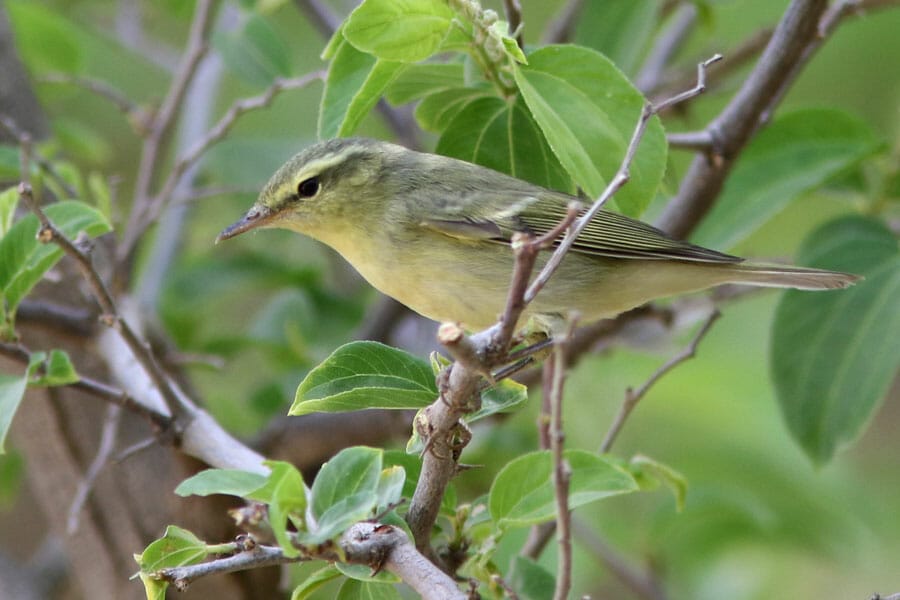 Green Warbler Phylloscopus nitidus
