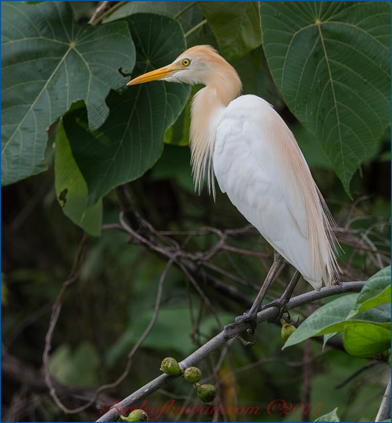 Eastern Cattle Egret Bubulcus coromandus