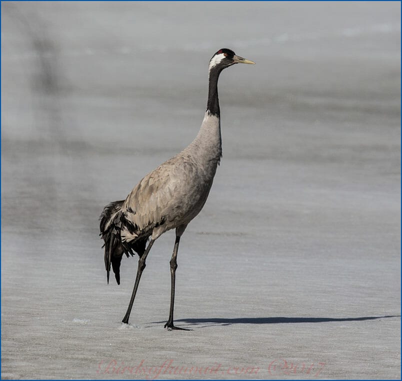 Common Crane Grus grus