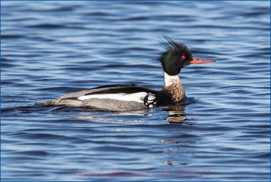 Red-breasted Merganser Mergus serrator