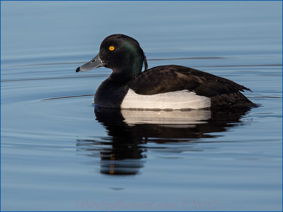 Tufted Duck Aythya fuligula