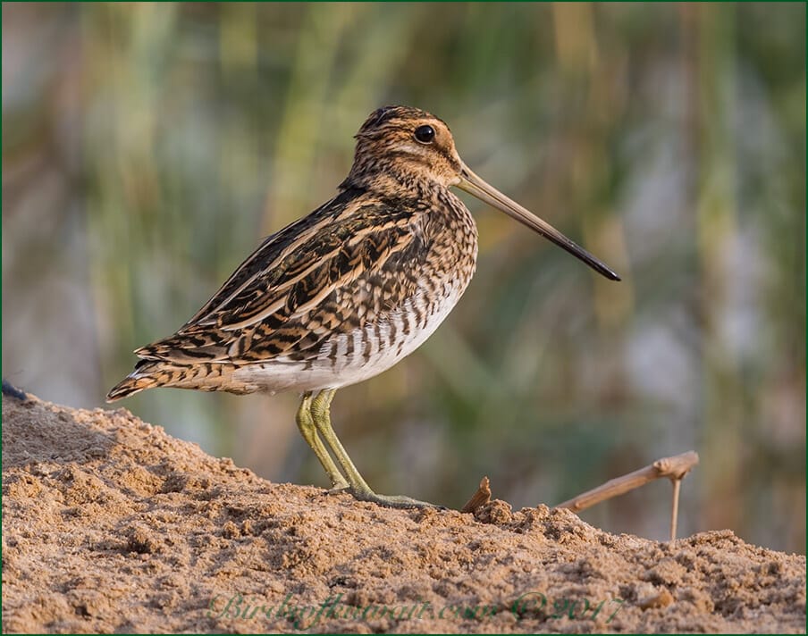 Common Snipe Gallinago gallinago
