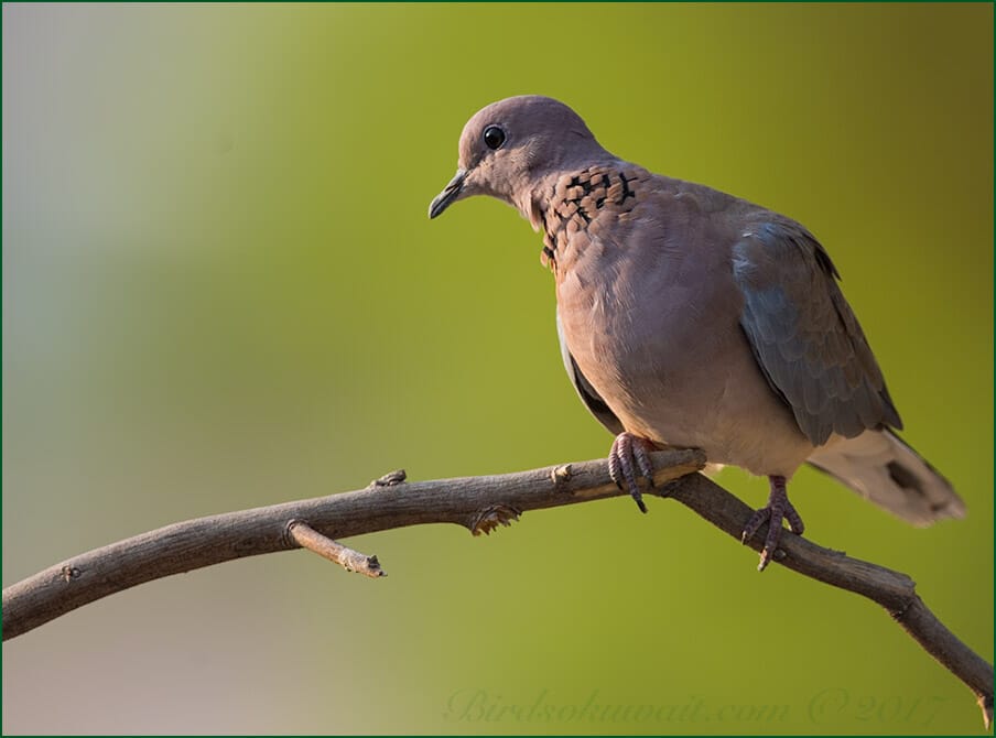 Laughing Dove Spilopelia senegalensis