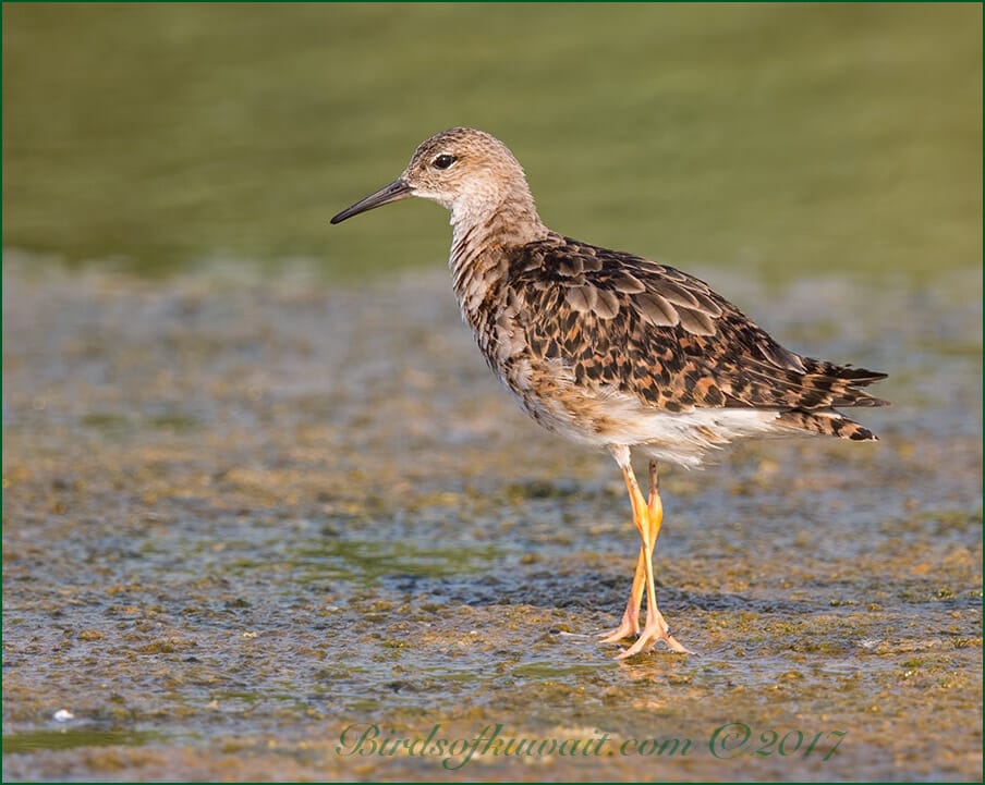 Ruff Calidris pugnax