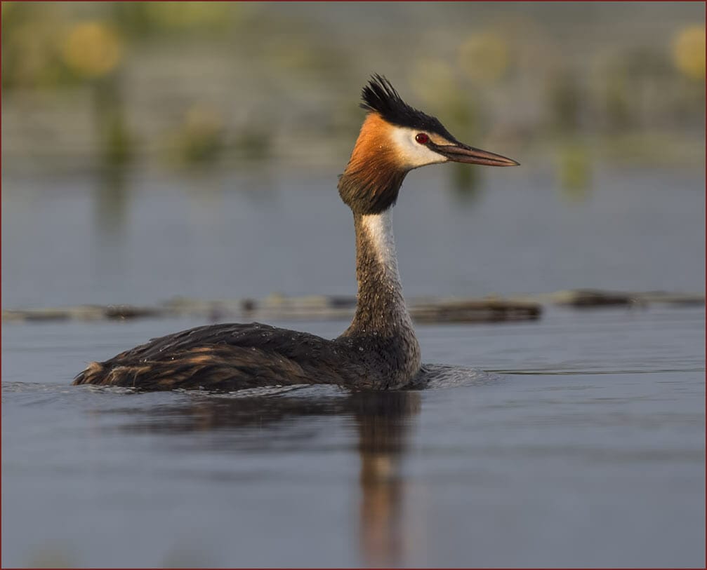 Great Crested Grebe Podiceps cristatus