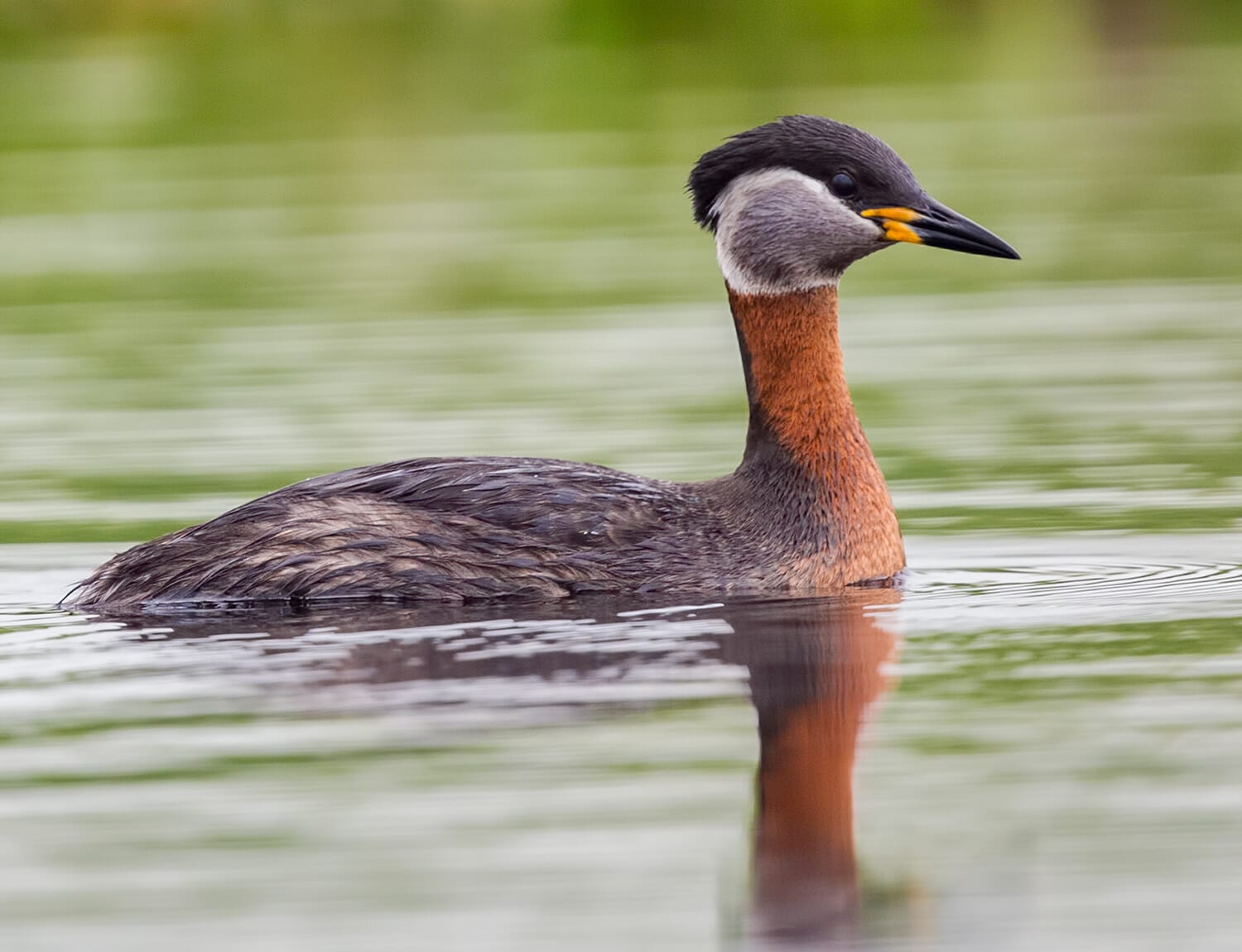 Red-necked Grebe