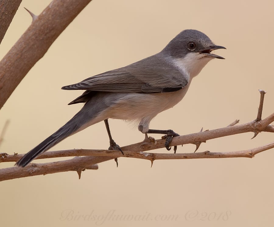 Hume's Whitethroat Sylvia curruca althaea