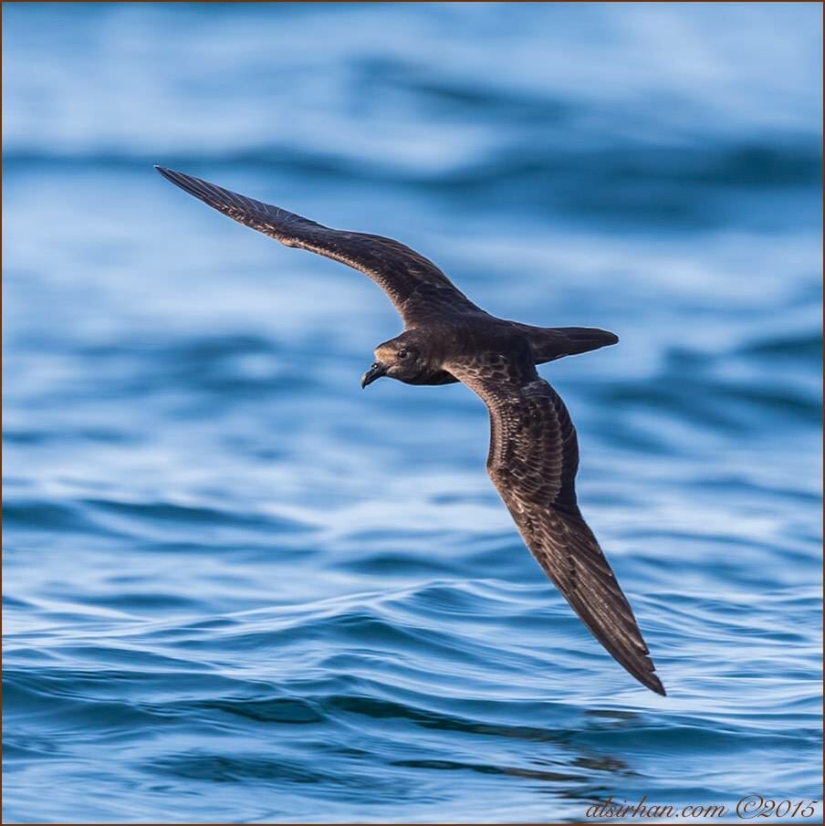 Jouanin's Petrel Bulweria fallax