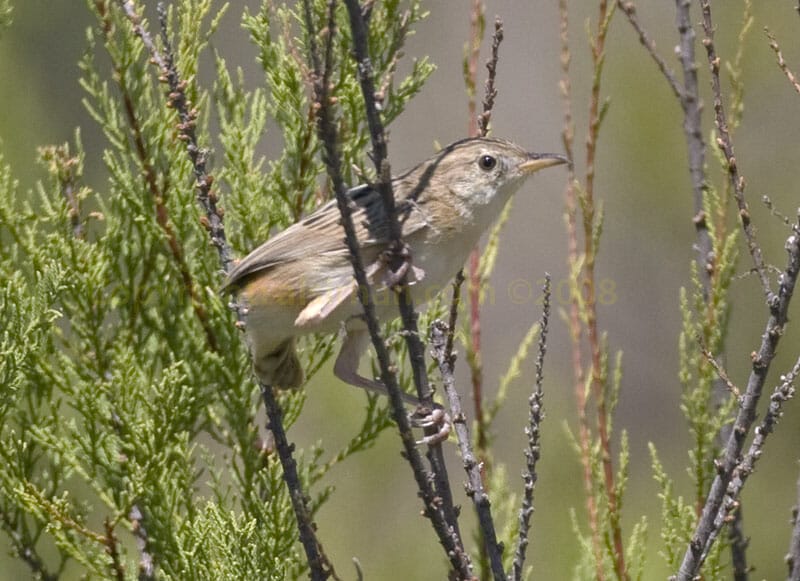 Zitting_Cisticola.jpg