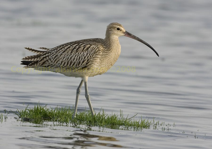 Eurasian Curlew Numenius arquata