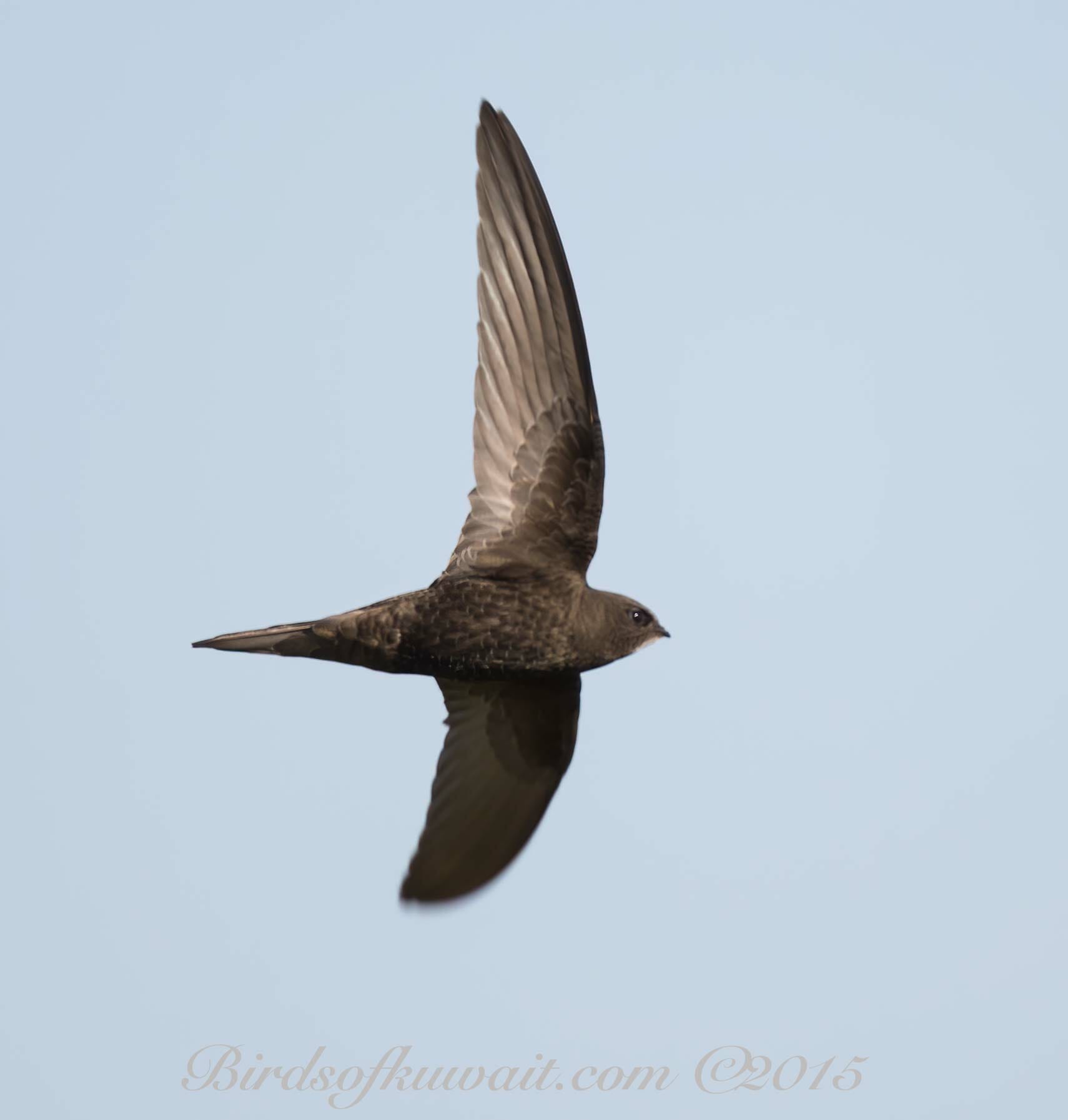 Common Swift Apus apus