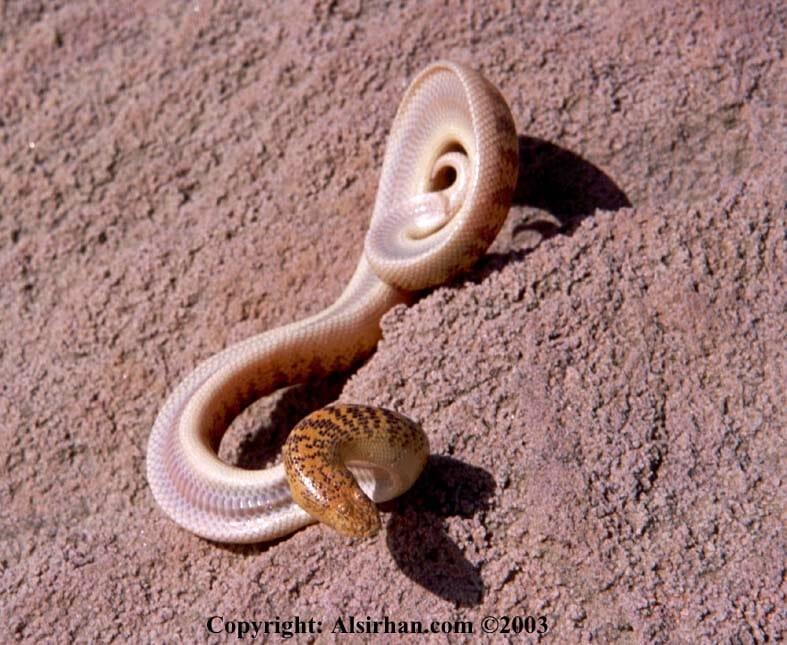 الدساس Sand Boa Eryx jayakari