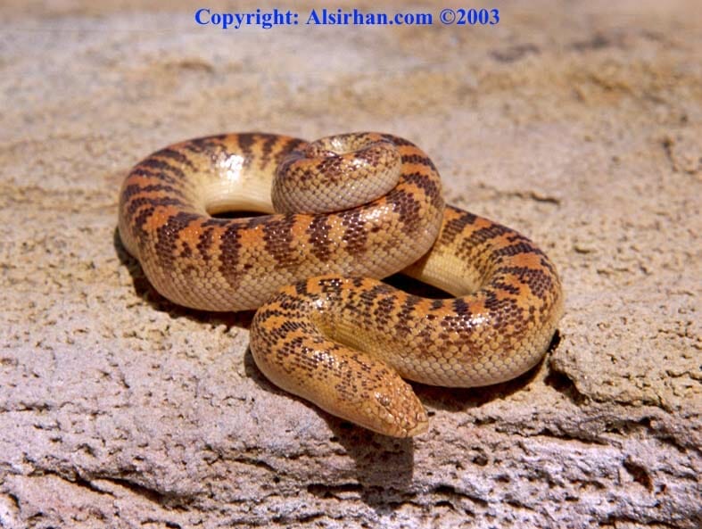 الدساس Sand Boa Eryx jayakari