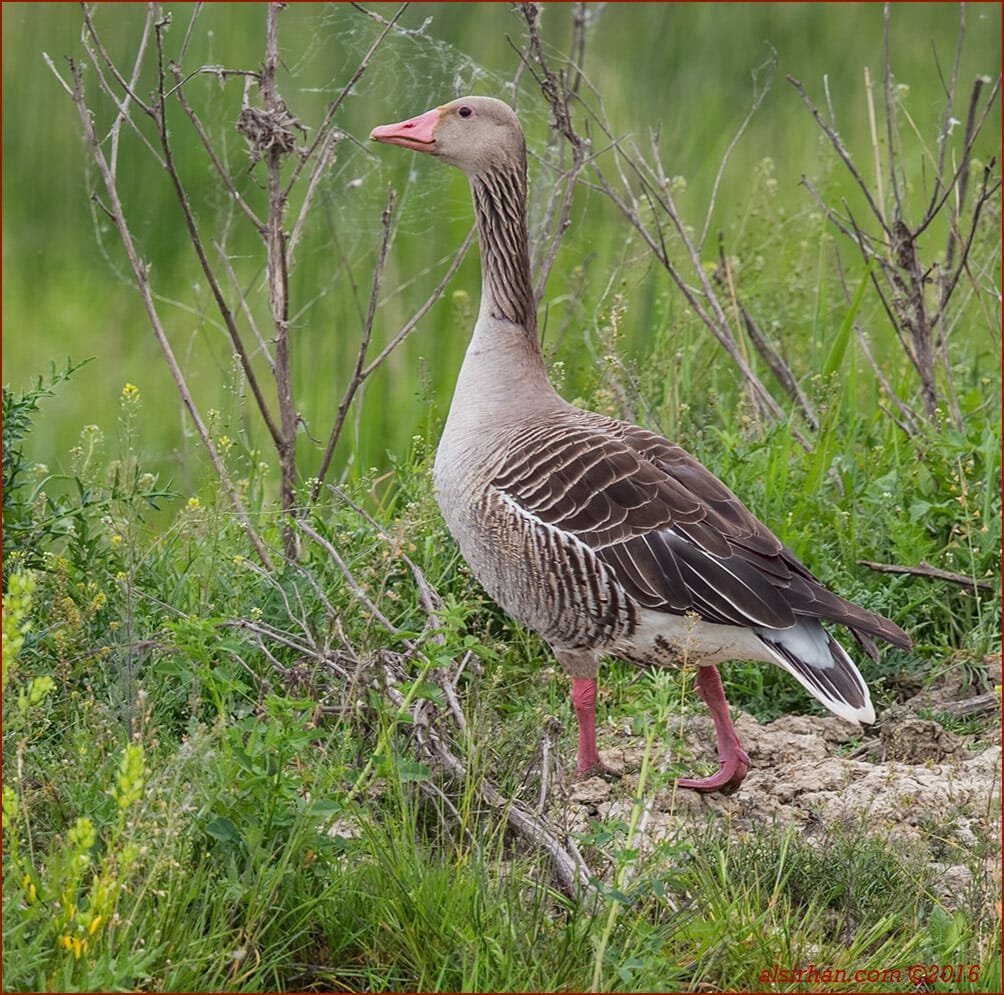 Eastern Greylag Goose Anser anser rubrirostris