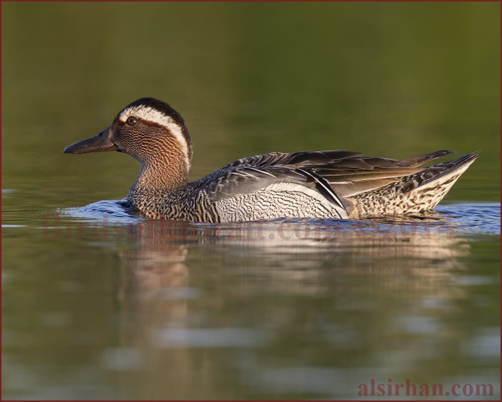 Garganey Spatula querquedula