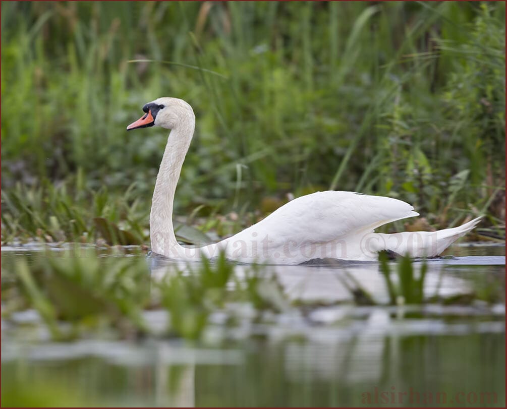 Mute Swan Cygnus olor