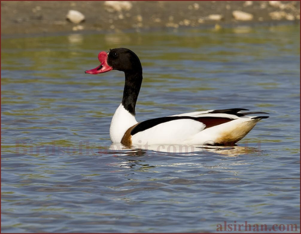 Common Shelduck Tadorna tadorna