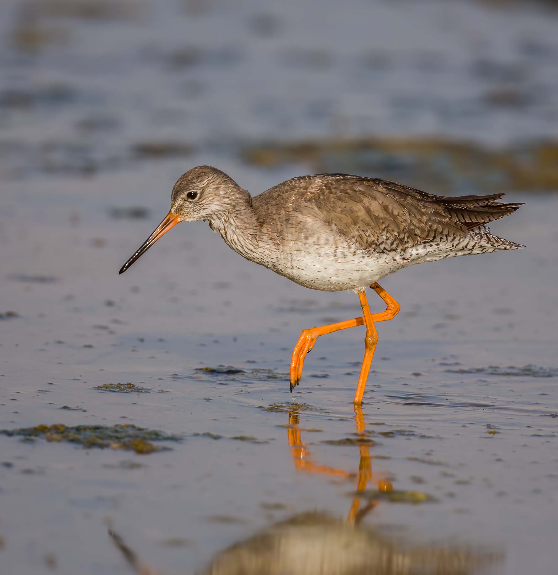 Common Redshank Tringa totanus