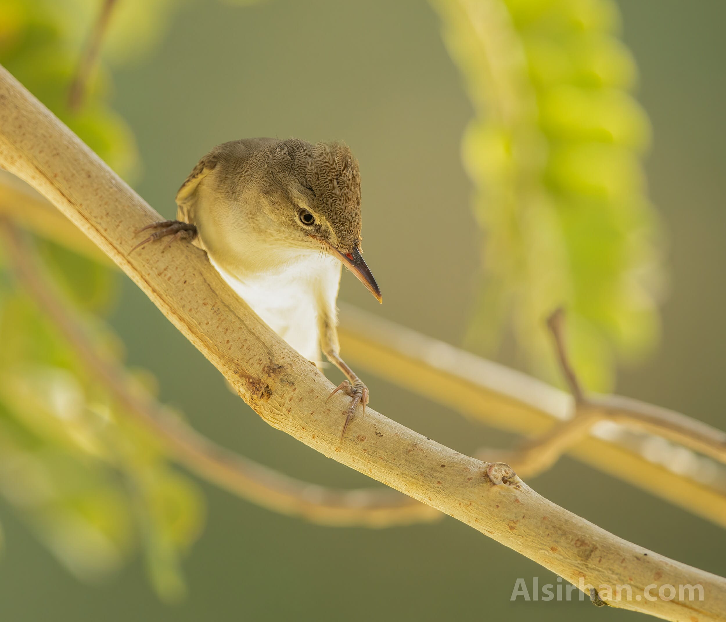 Basra Reed Warbler Acrocephalus griseldis