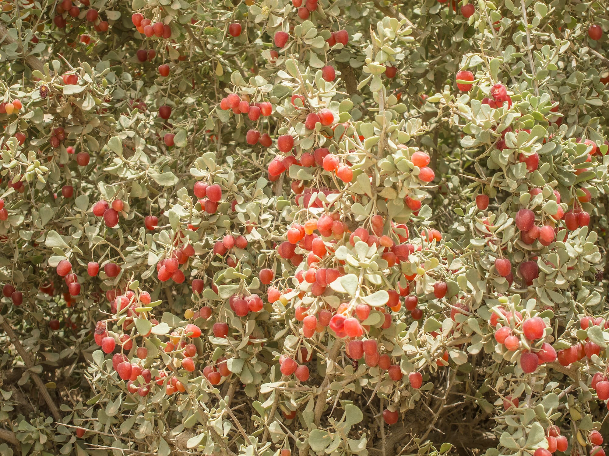 Nitraria retusa bush