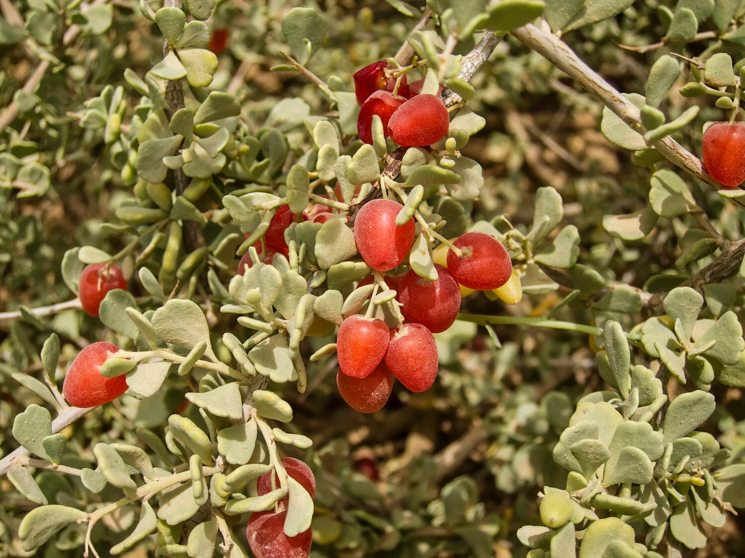 Nitraria retusa bush